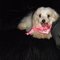 dottie
