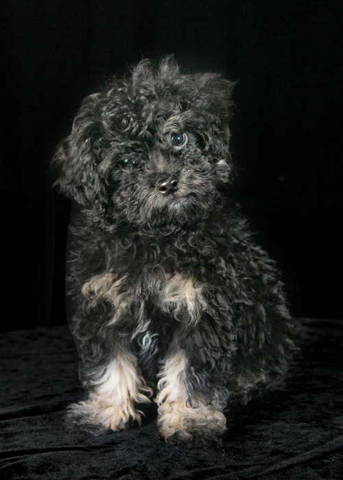 Maltipoo3