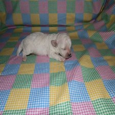 Maltipoo Puppies For Sale b7c573e5d427e5238b26e0c09962613b
