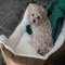 luckie