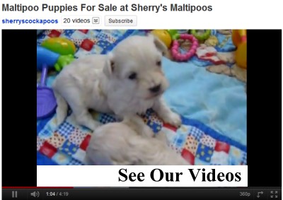 Puppy Videos
