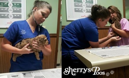Our Maltipoos Vet